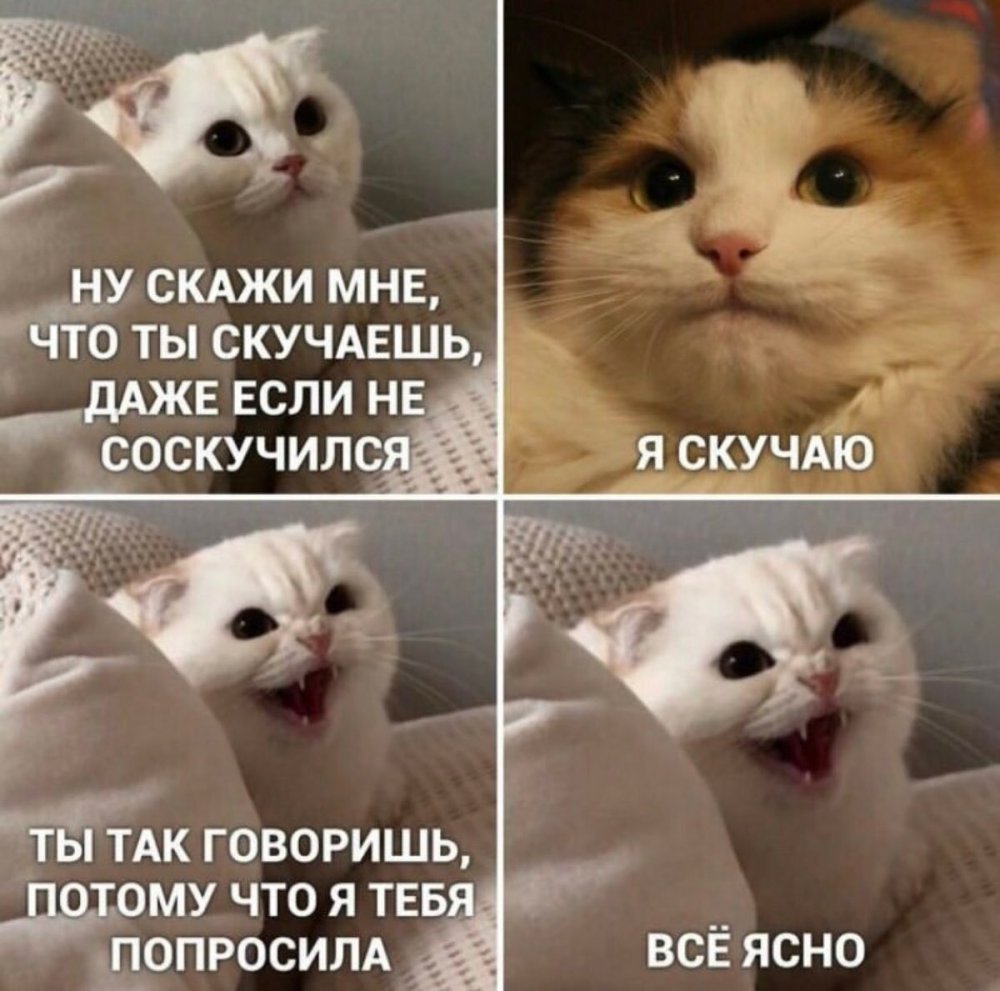 Мемо с котами