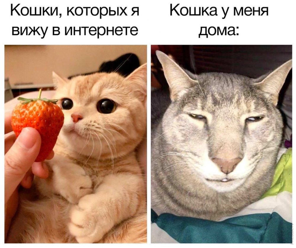 Добрые мемы с котами