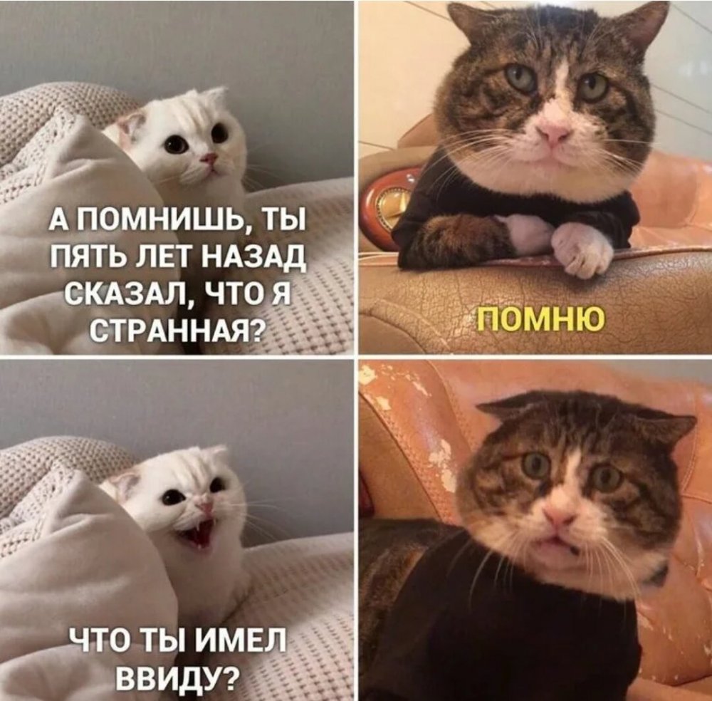 Кошачьи мемы с надписями