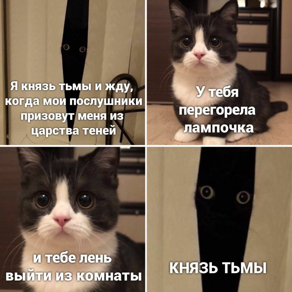 Мемы с котами и надписями