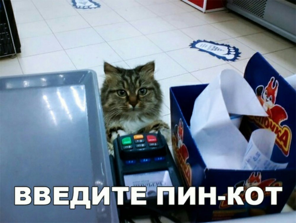 Кот на кассе магазина