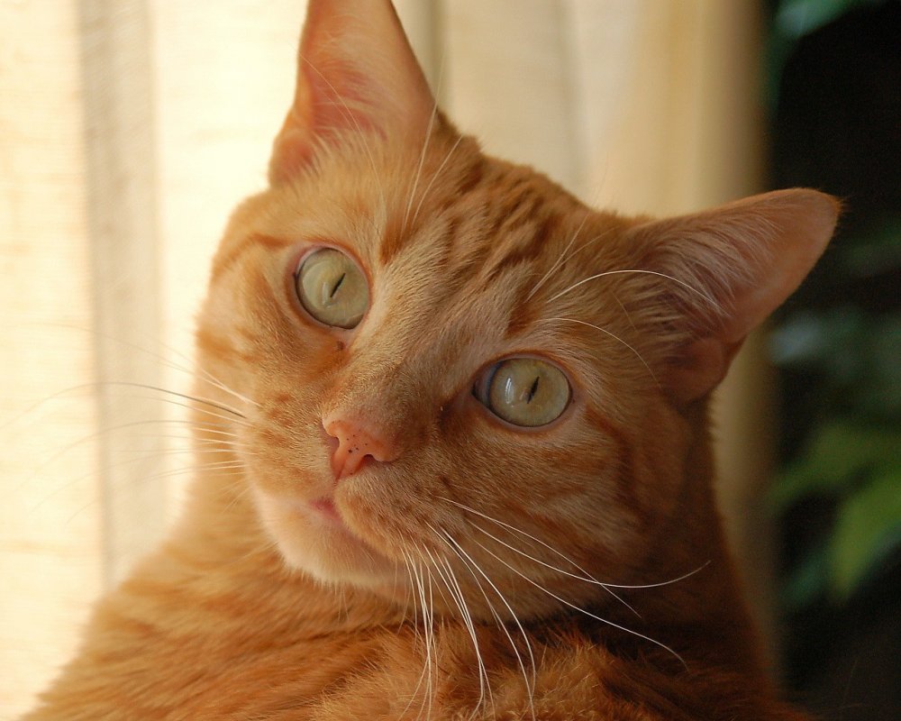 Рыжий кот порода короткошерстный с желтыми глазами