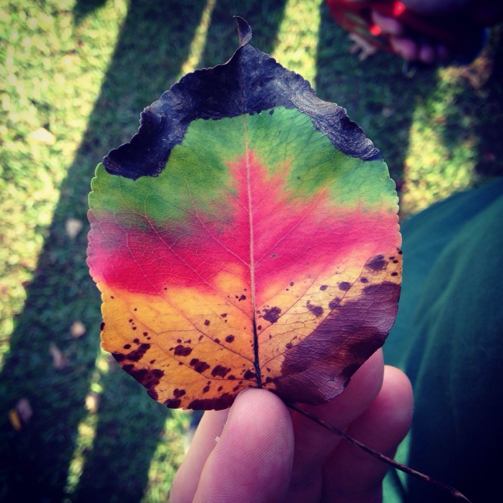Необычные осенние листья