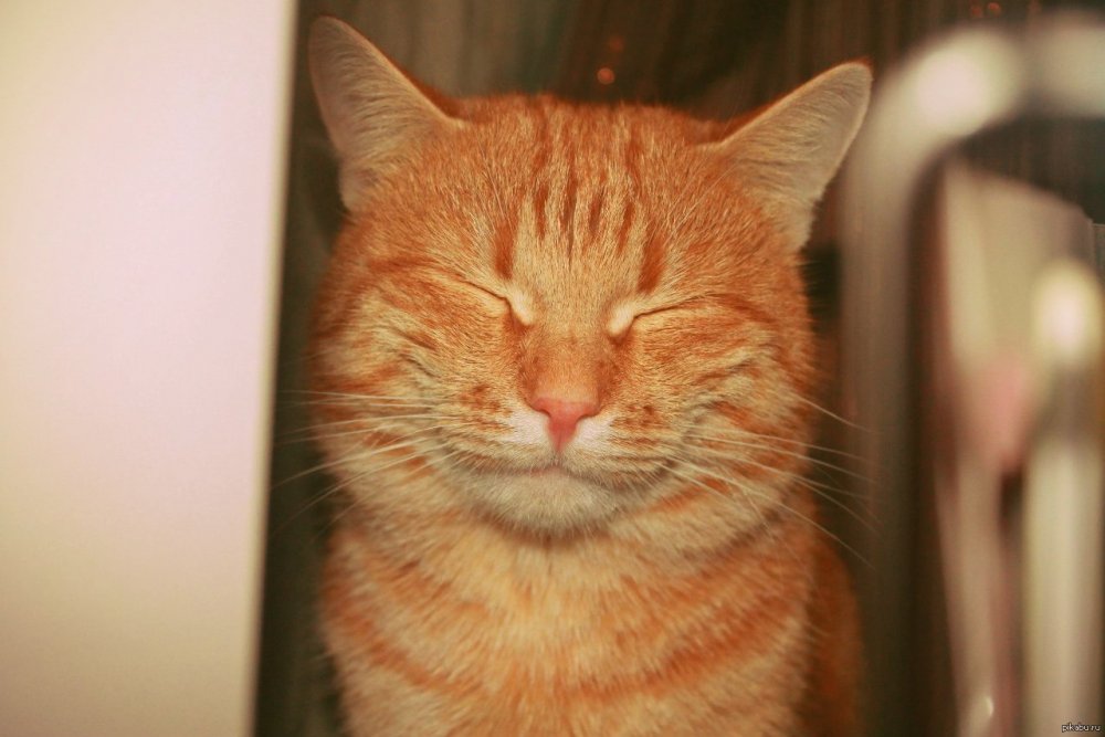 Смешной рыжий кот