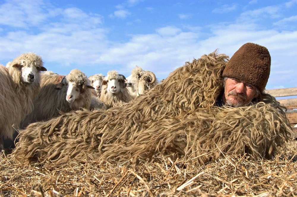 Пастух с баранами