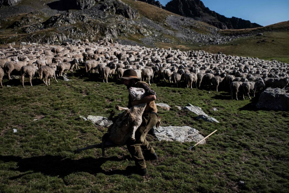 Пастух и овцы Кавказ