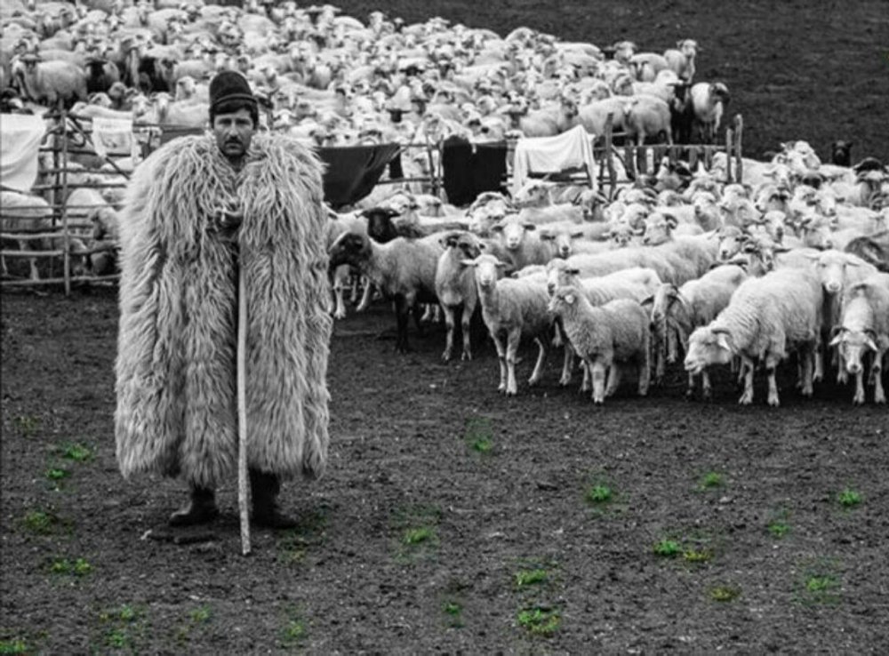 Чебан горный пастух овец