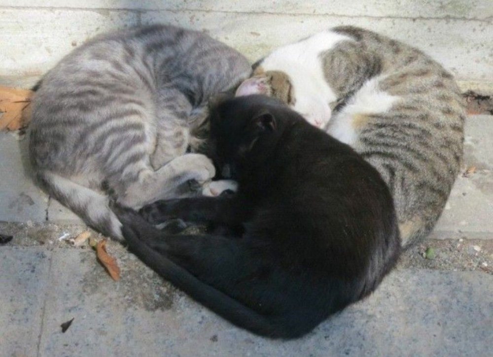 Котики лежат сердечком