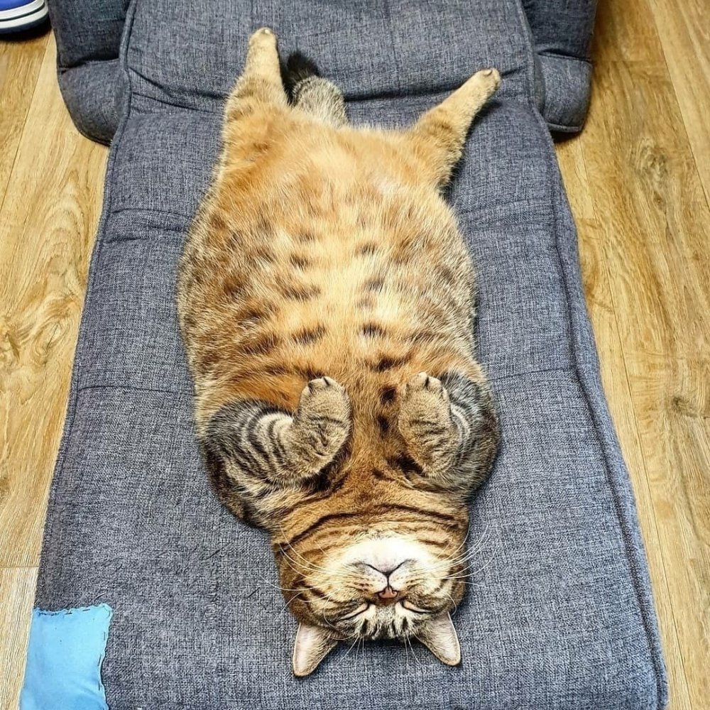 Толстый кот лежит на спине