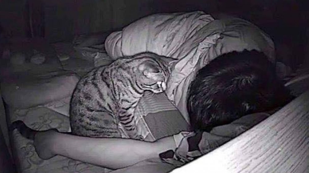 Кошка на кровати ночью