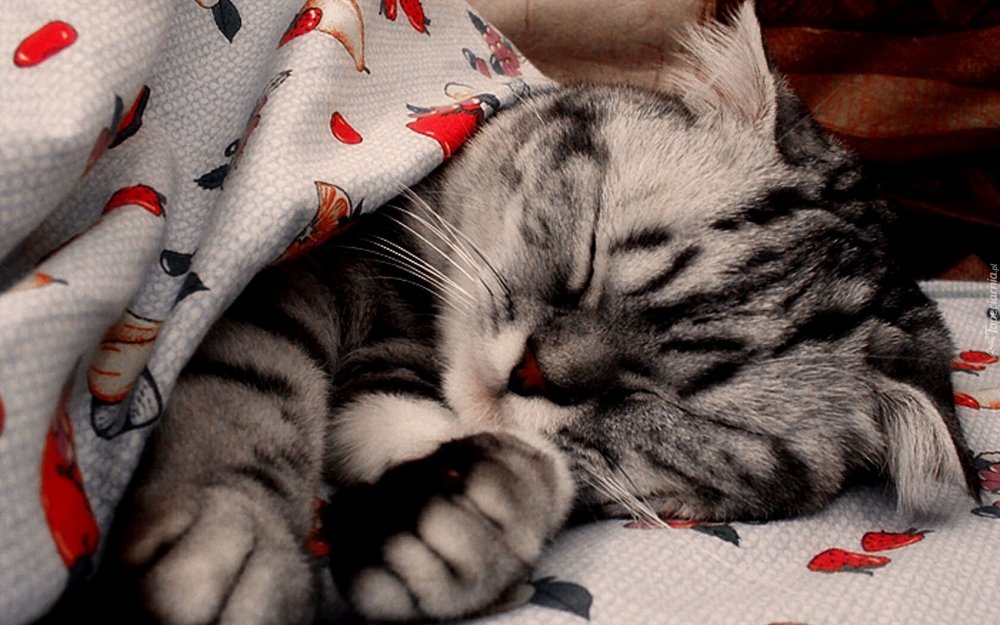 Спокойной ночи маленький котенок