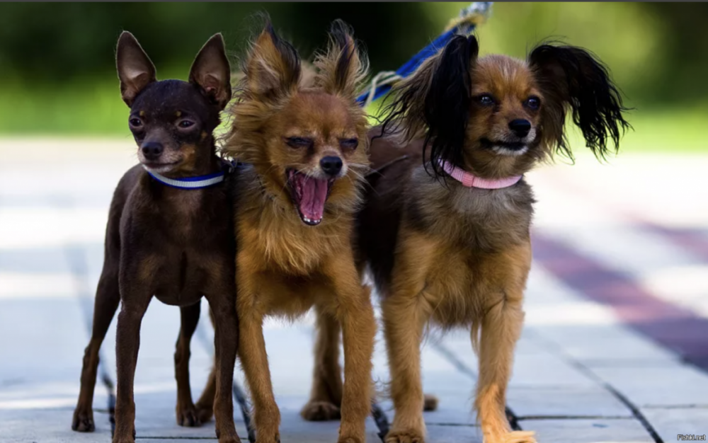 Три смешные собаки