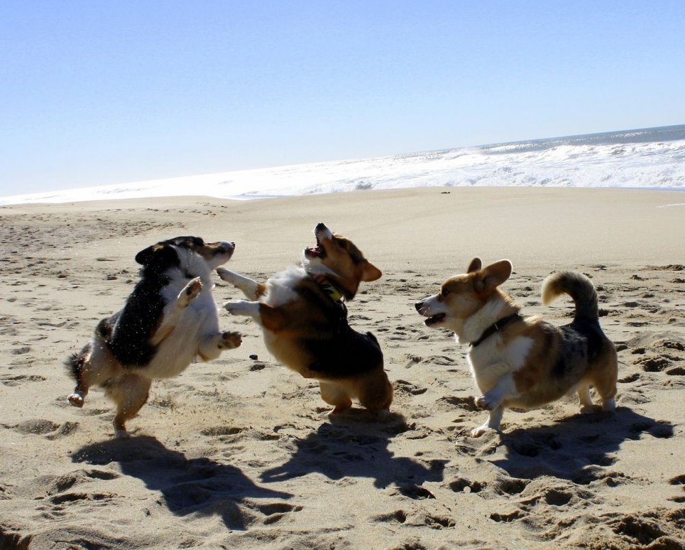Собака на пляже смешная