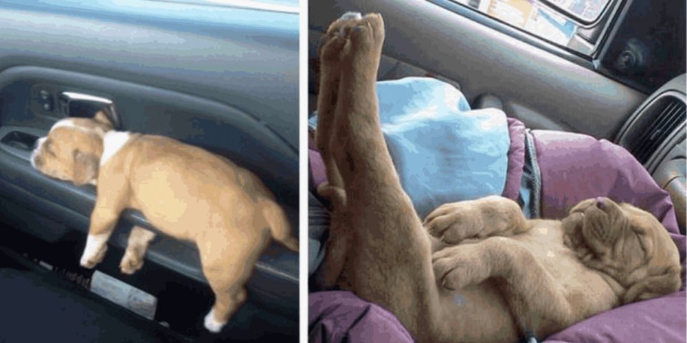Спящие животные в машине