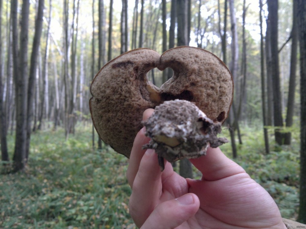 Прикольные необычные грибы
