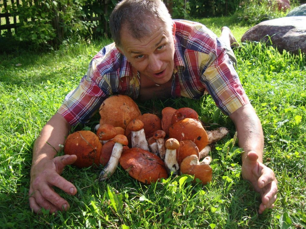 Мужик собирает грибы