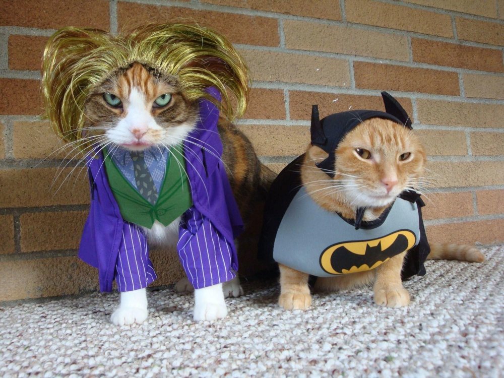 Смешные коты в костюмах