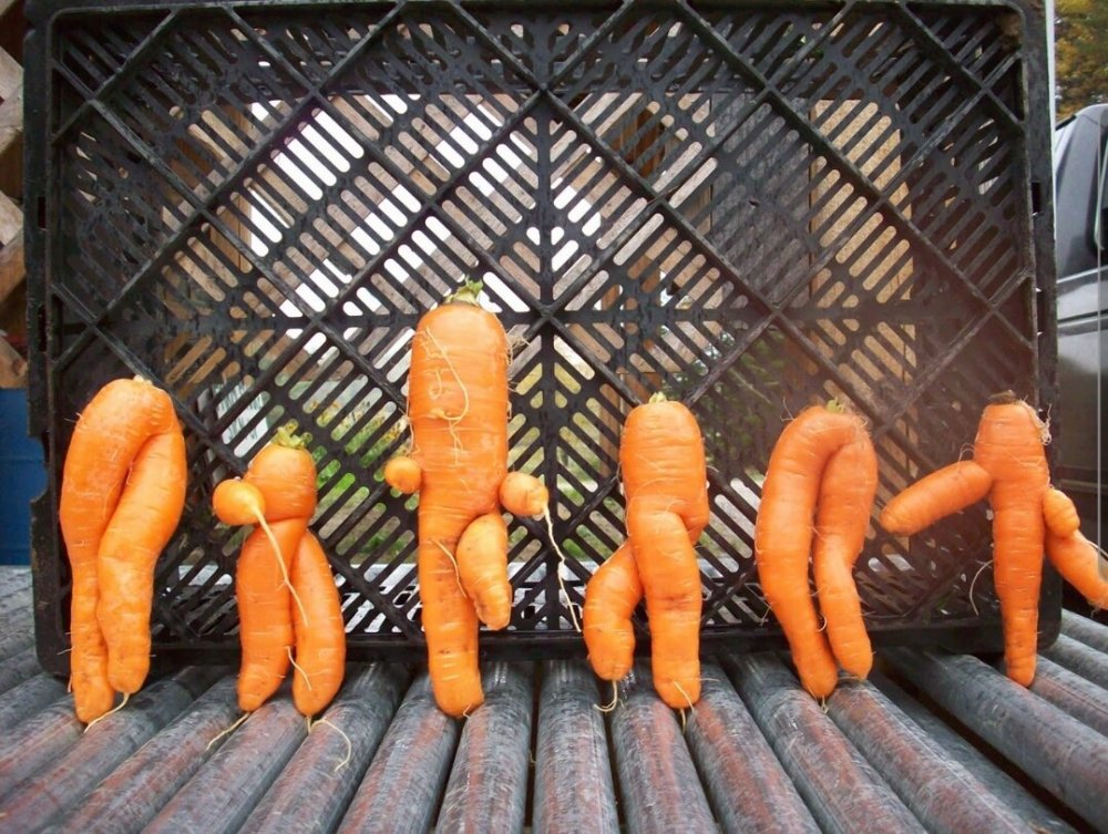 Морковь в дикой природе