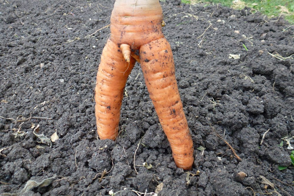 Смешной заяц с морковкой