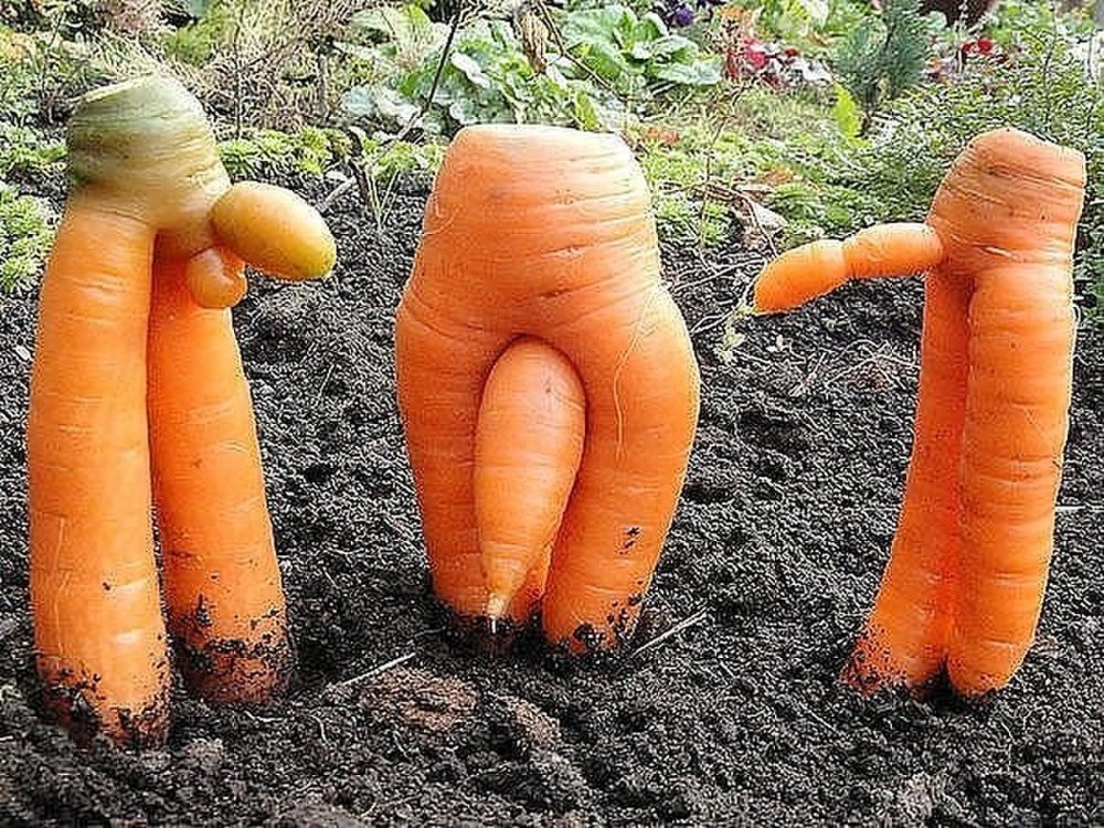 Грязная морковка
