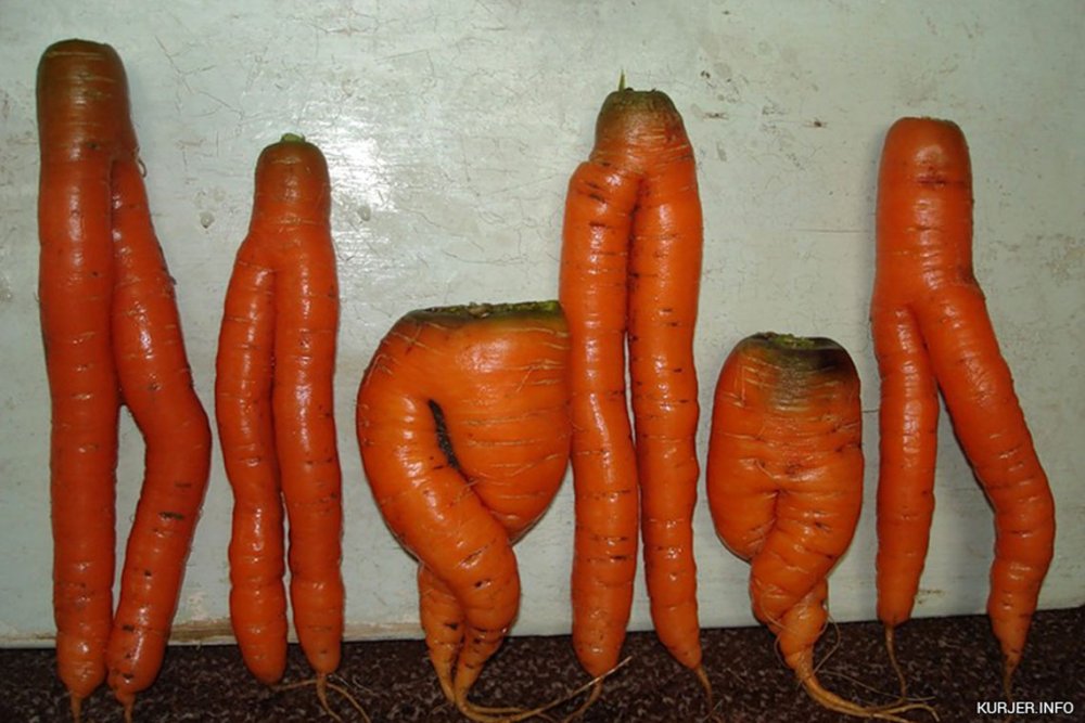 Смешная морковка