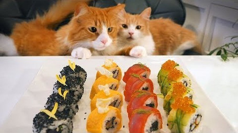 Суши кот