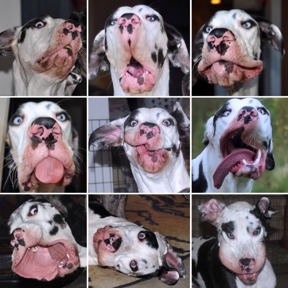 Эмоции собак