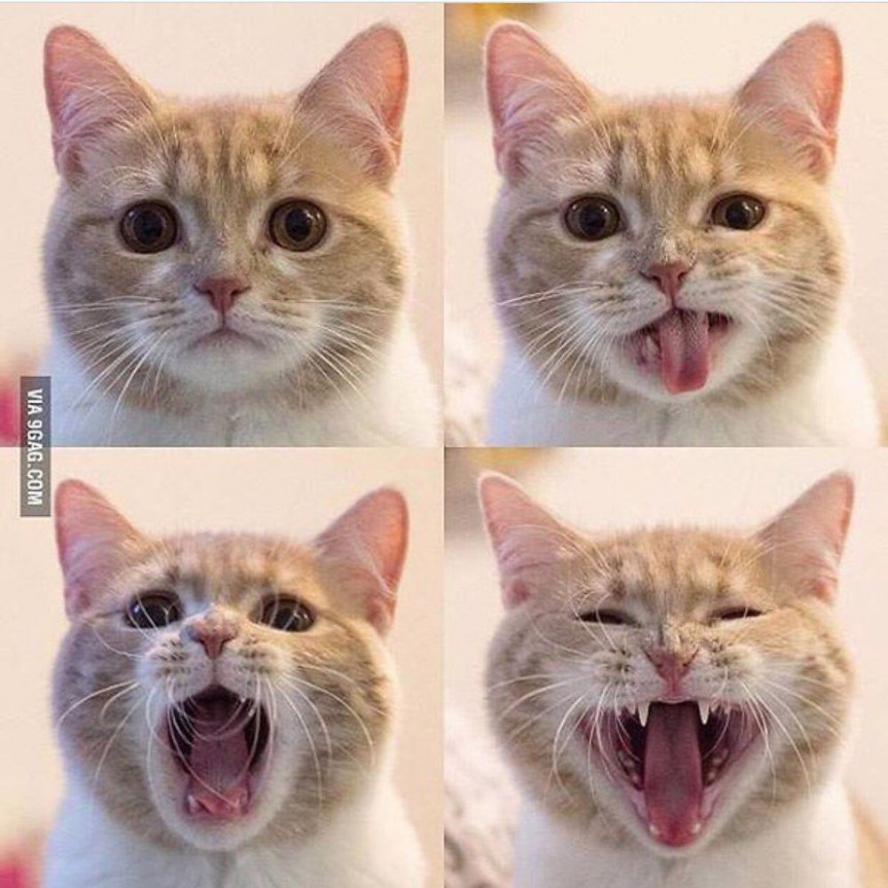 Эмоции кошек