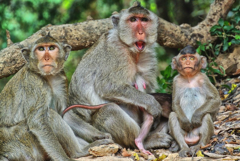 Маймун макаки семья