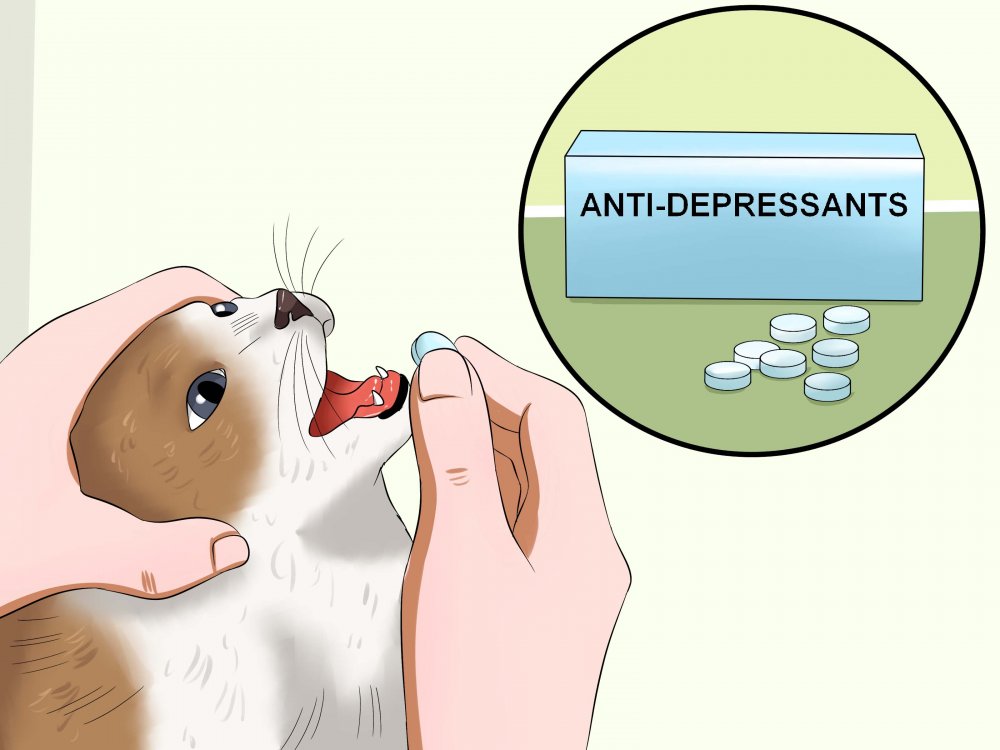 Кошке дают таблетку Мем