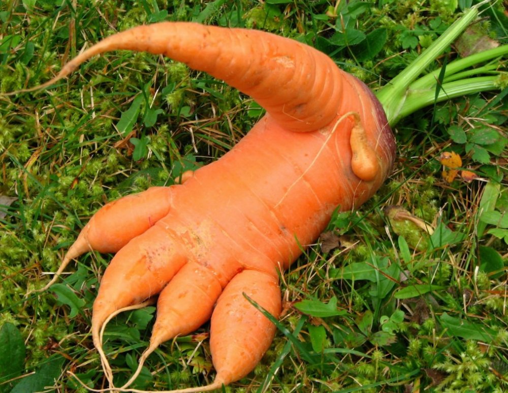 Необычная морковка