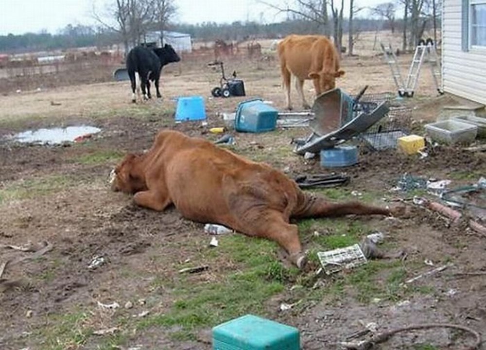 Пьяная корова