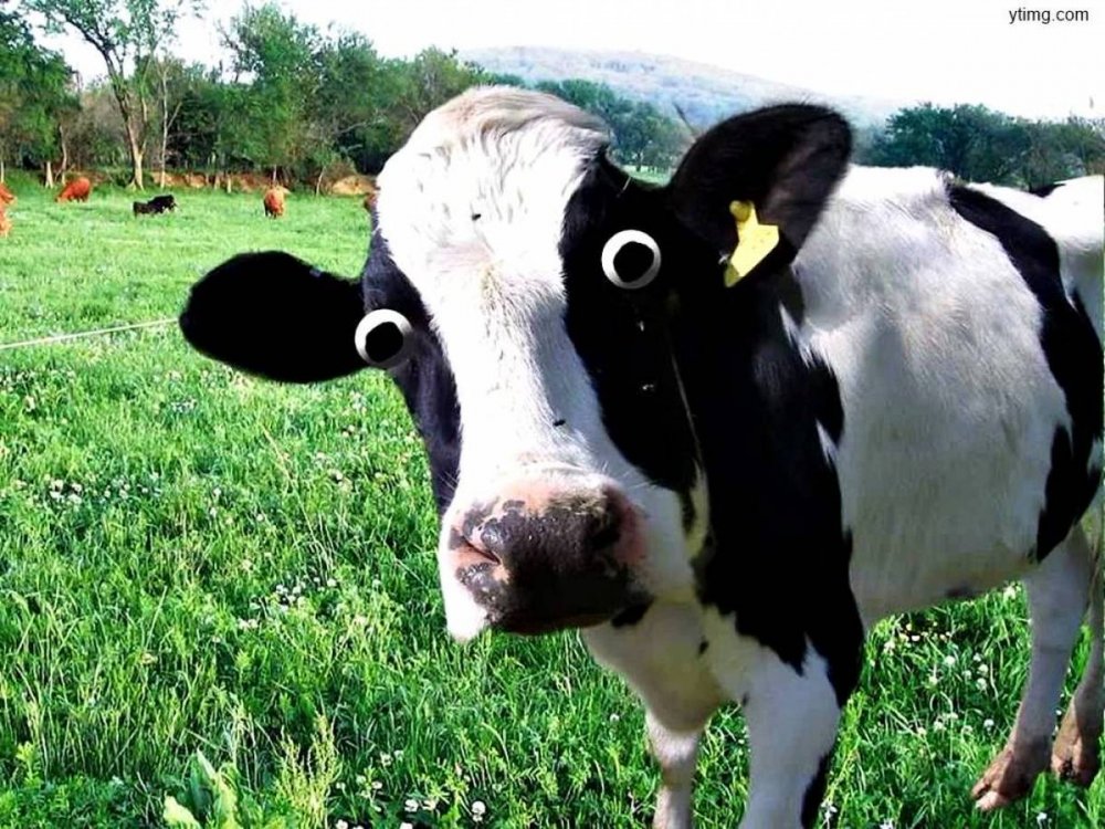 Удивленная корова