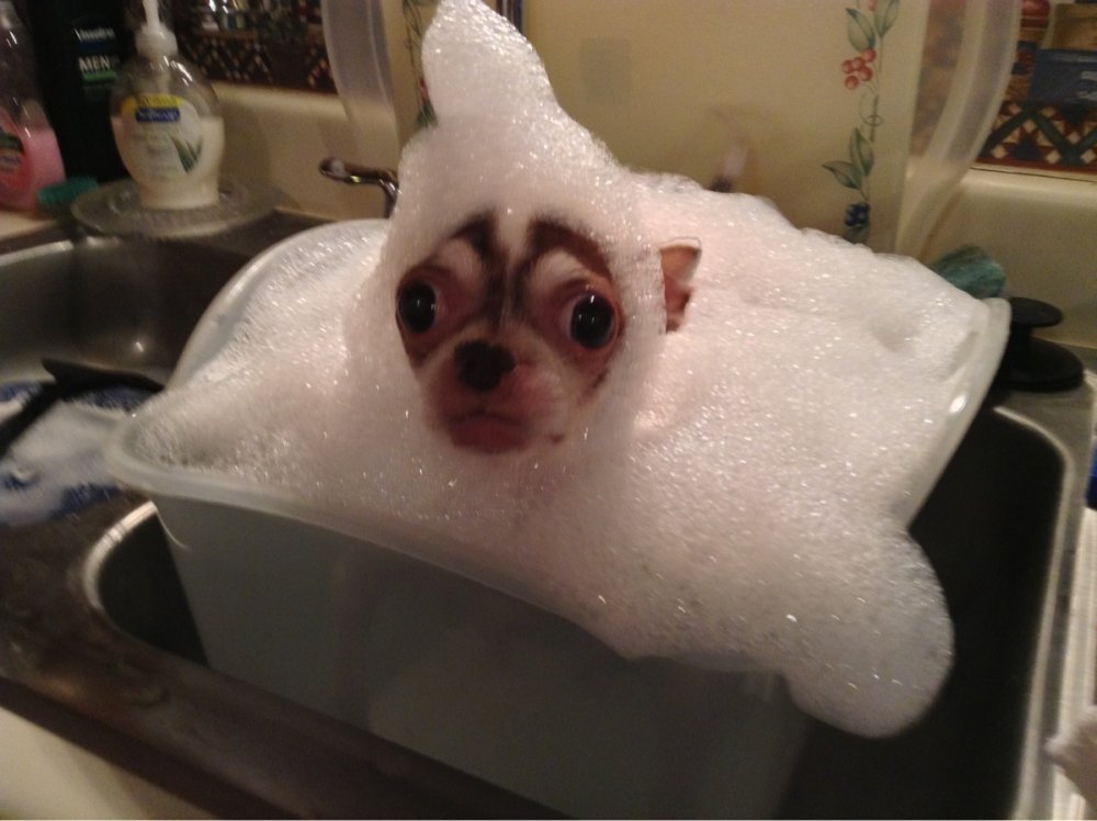 Животные в ванной