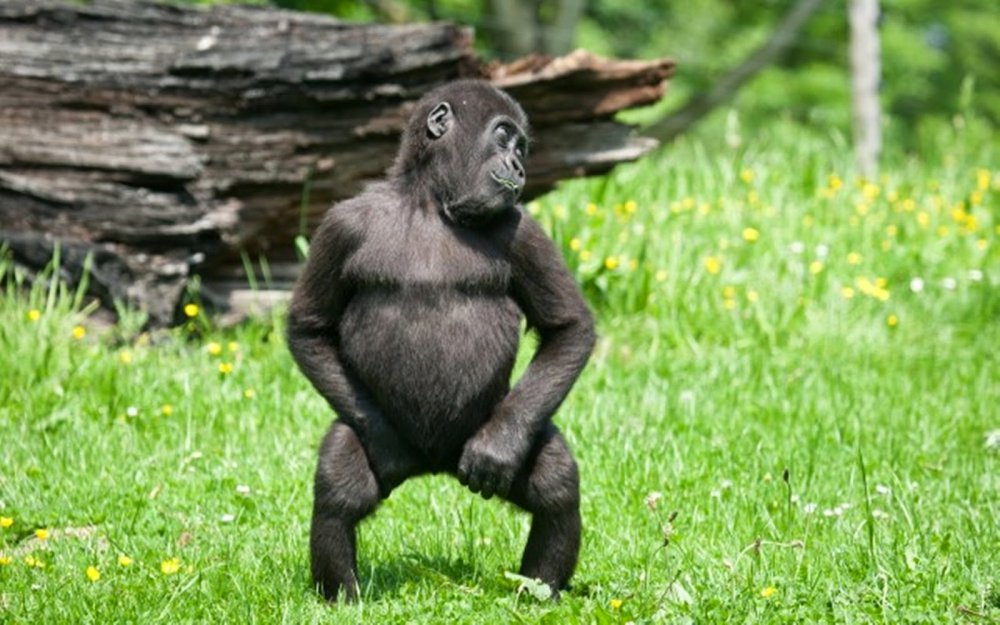 Маймун горилла