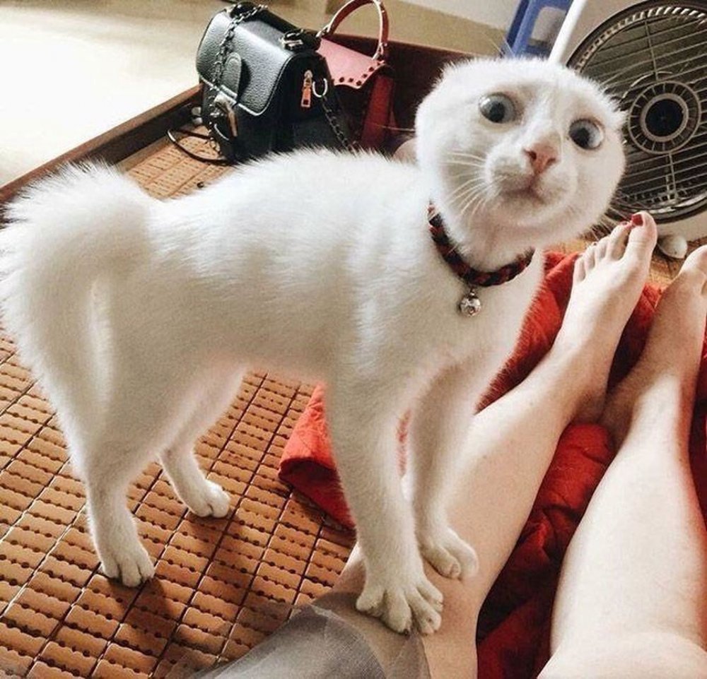 Удивленный белый кот
