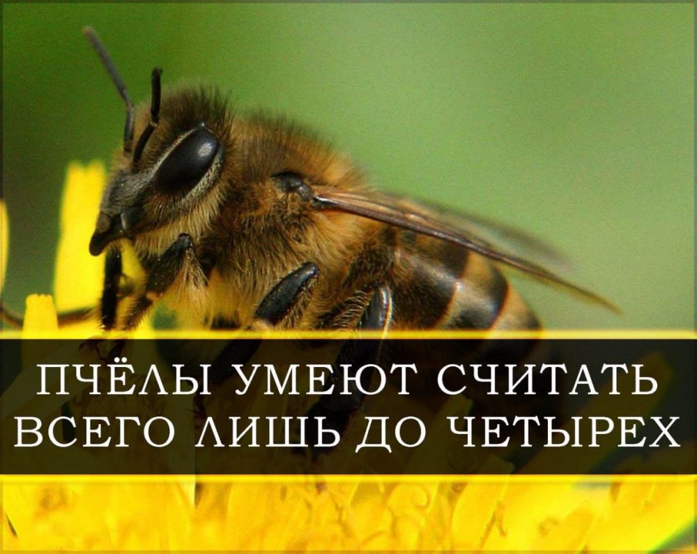 Смешные выражения про пчел