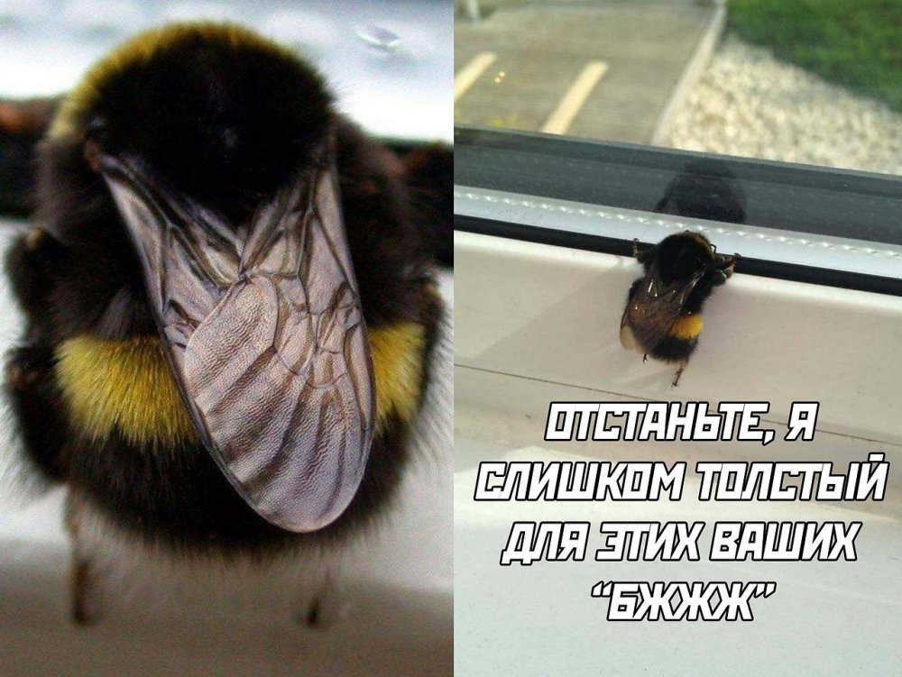 Неправильные пчелы