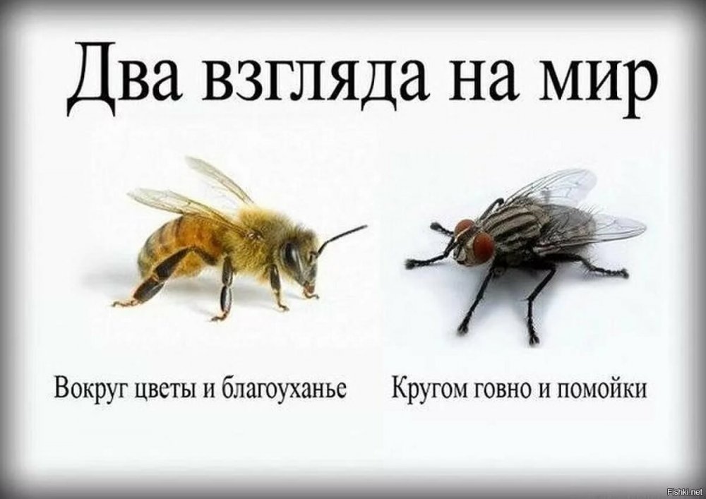 Муха и пчела