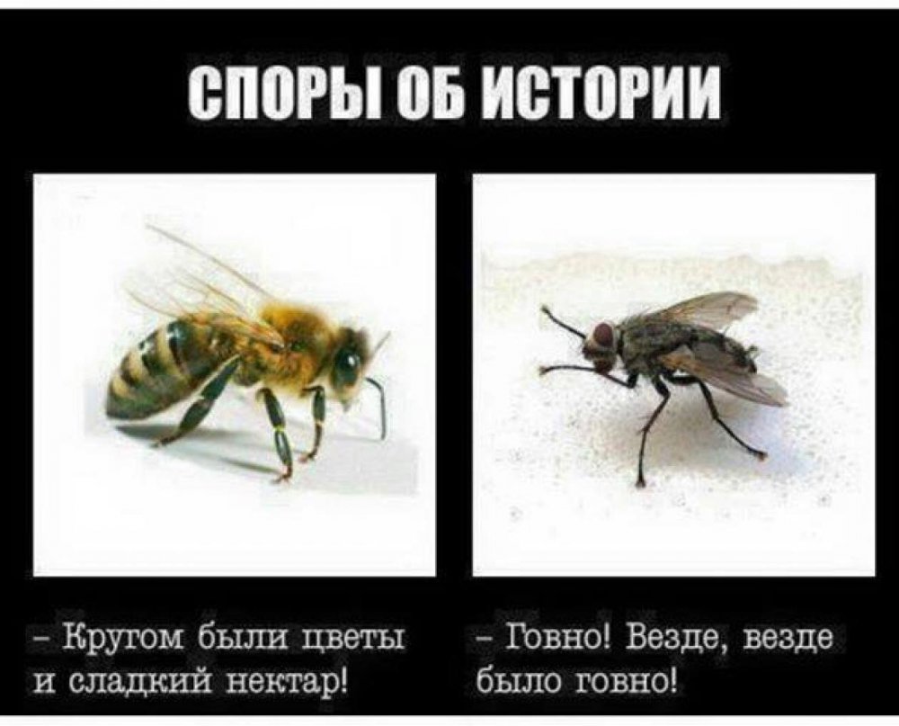 Споры об истории Муха и пчела