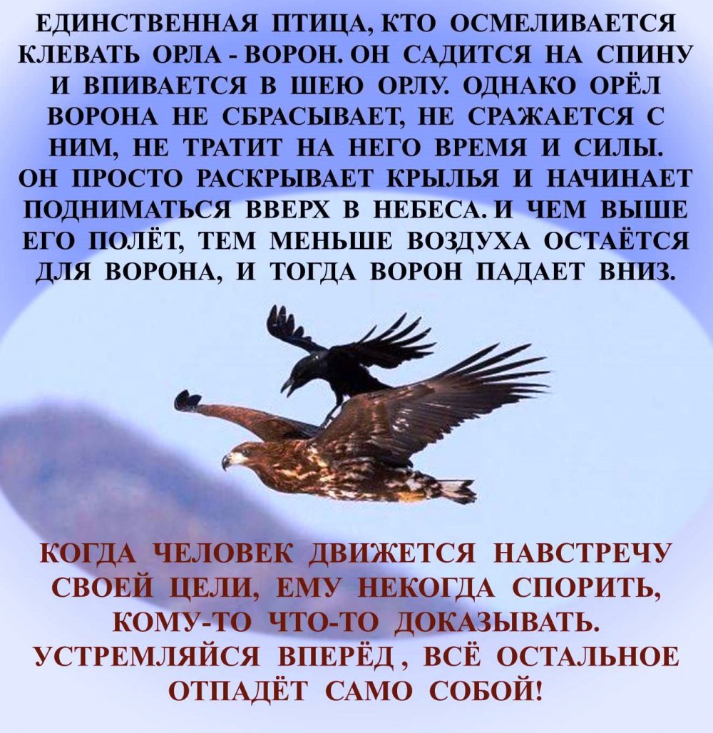 Орел и ворон притча