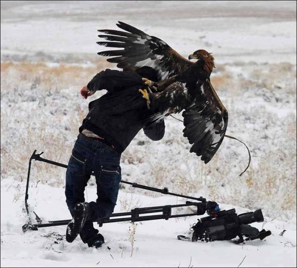 Орел нападает на человека