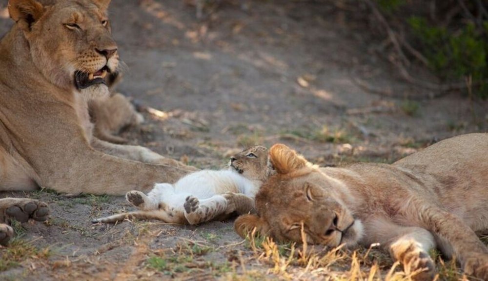 Львица и Львенок спят
