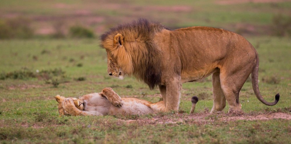 Львица злится на Льва