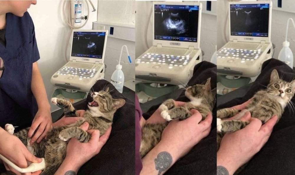 Кошка узнала что беременна
