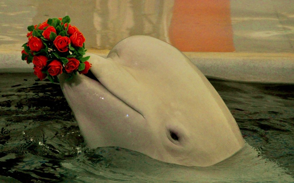 Дельфины с цветами