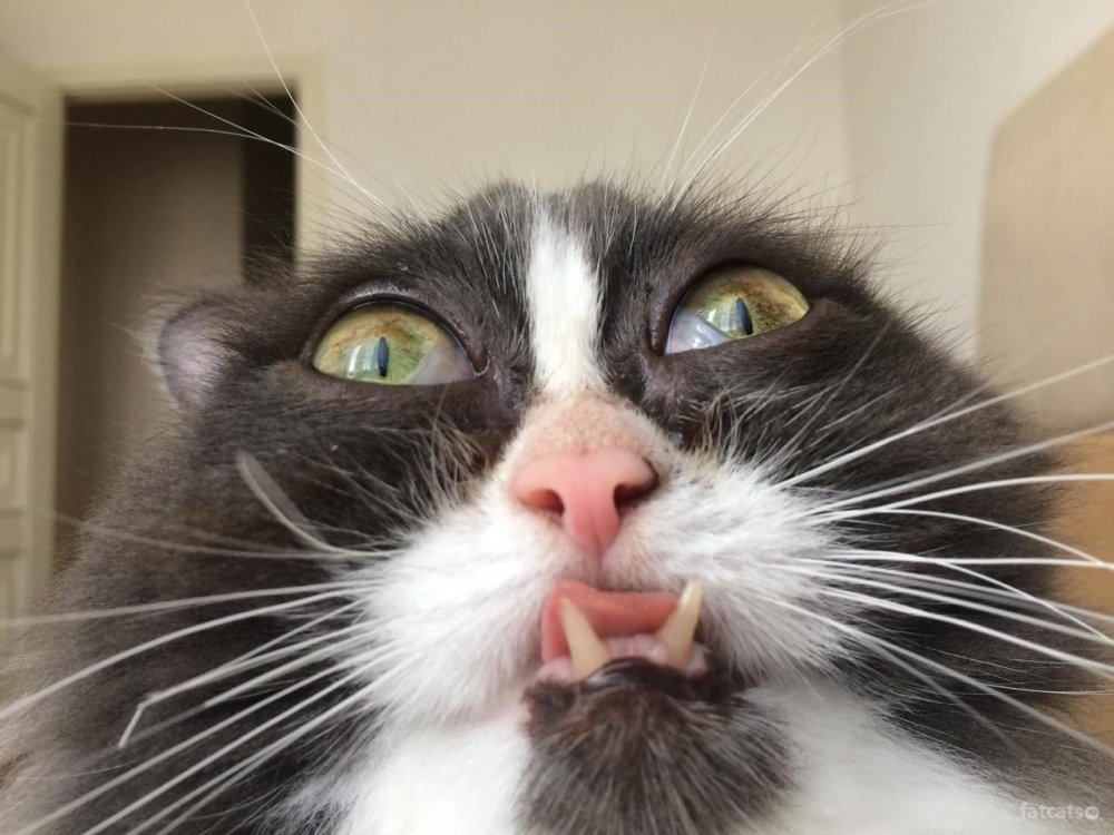 Котик носом в камеру