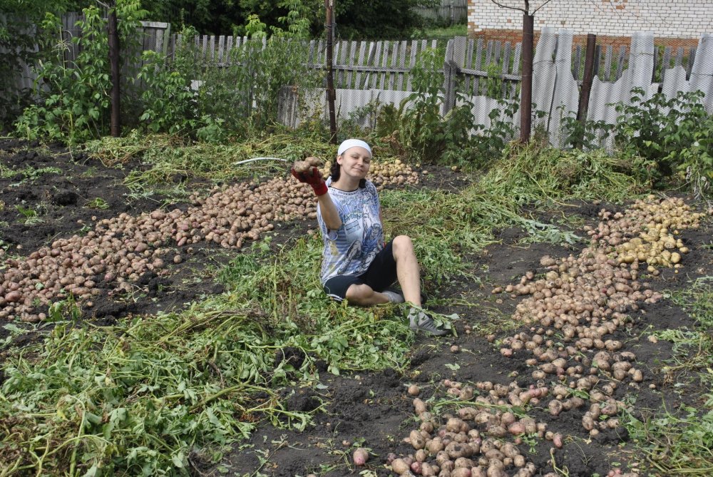 Девушка копает картошку