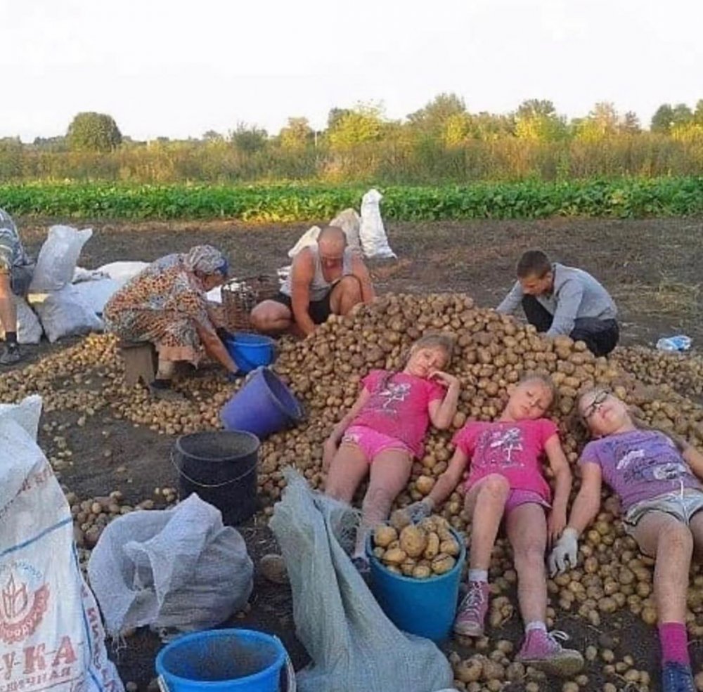 Копать картофель