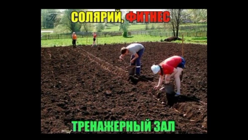 Нажарь картошечки Лукашенко